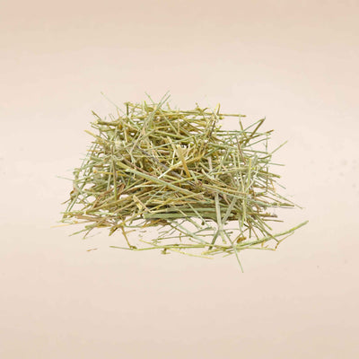 Convolvulus pluricaulis (Shankhpushpi ) Whole Plant