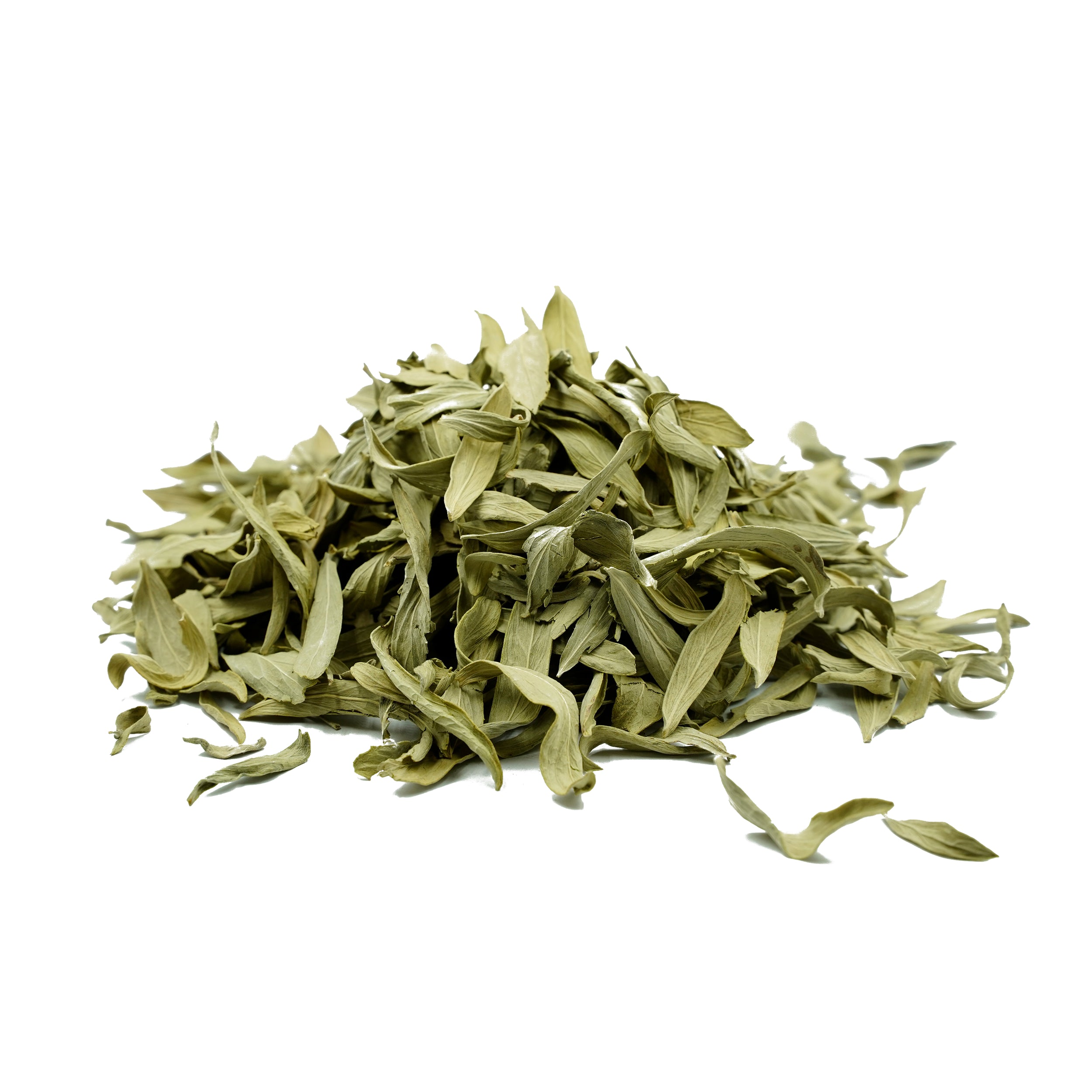 Pluchea lanceolata (Rasna) Leaves