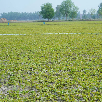 Centella asiatica (Gotu Kola) Leaves