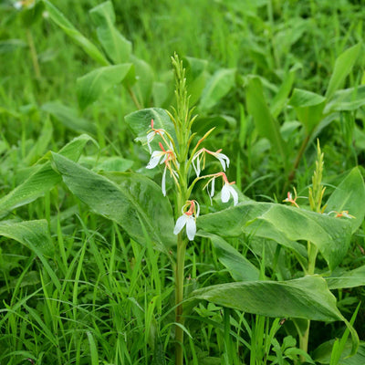 Hedychium spicatum (Kapur Kachri) Rhizome Powder