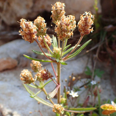 (Black Pepper) Fruit