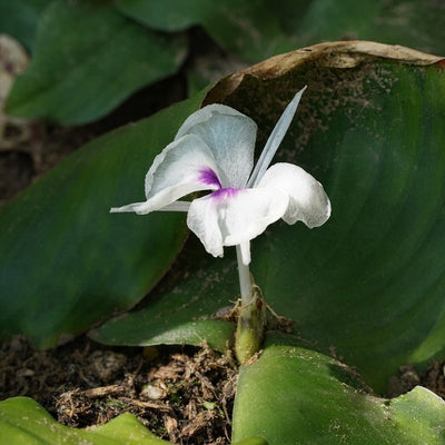 Kaempferia galanga (Galangal) Roots