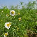 Matricaria chamomilla (Chamomile) Flowers