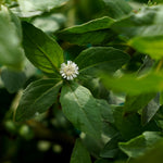 Eclipta alba (Bhringraj ) Whole Plant