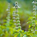 Ocimum gratissimum (Vana tulsi) Leaves