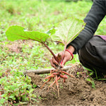 Rheum emodi (Rhubarb) Roots