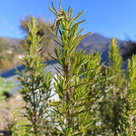 Alkanna tinctoria (Ratanjot ) Root