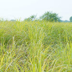 Cymbopogon citratus (Lemongrass) Leaves