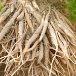 Asparagus racemosus (Shatavari) Roots Powder