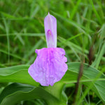 Hedychium spicatum (Kapoor Kachri) Rhizome