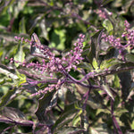 Ocimum sanctum (Krishna tulsi) Leaves