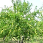 Phyllanthus emblica (Amla) Seedless Fruits