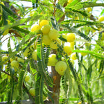 Phyllanthus emblica (Amla ) Fruits - Flakes