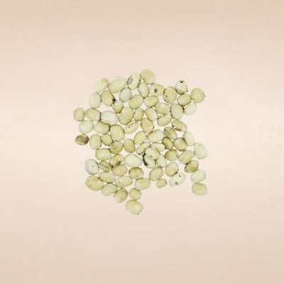 Mucuna prurita (Mucuna / Kaunch) Seeds