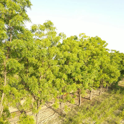 (Neem) Leaves