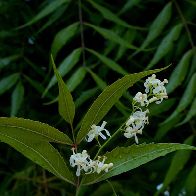 Neem Powder