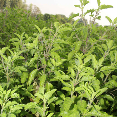 (Vana Tulsi) Leaves Powder