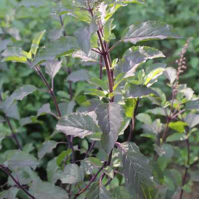 (Krishna tulsi) Leaves TBC