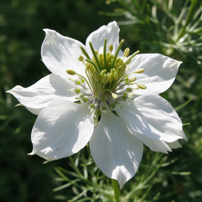 Nigella Sativa (Black Cumin Seed) Powder