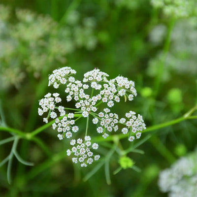 Trachyspermum ammi (Ajwain) Seeds TBC