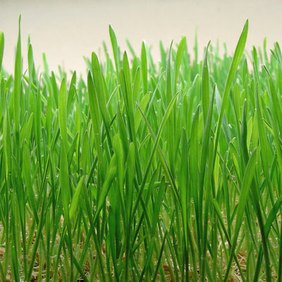 Triticum aestivum (Wheatgrass) Leaves