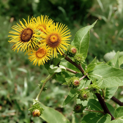Inula racemosa (Puskarmool) Roots
