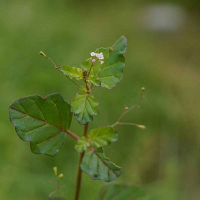 Punarnava Tablet (Boerhavia diffusa)