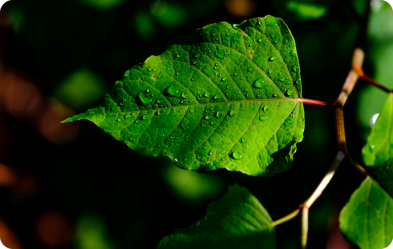 Scaling with Purpose