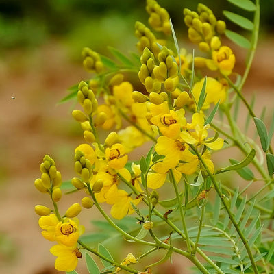 (Senna) Pods