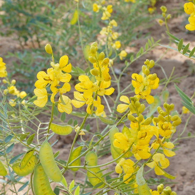 (Senna) Pods Powder