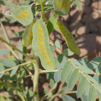 (Senna) Pods Granules