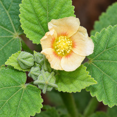 Sida cordifolia (Bala) Whole Plant Powder