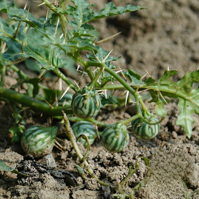 Solanum xanthocarpum (kantakari ) Whole Plant
