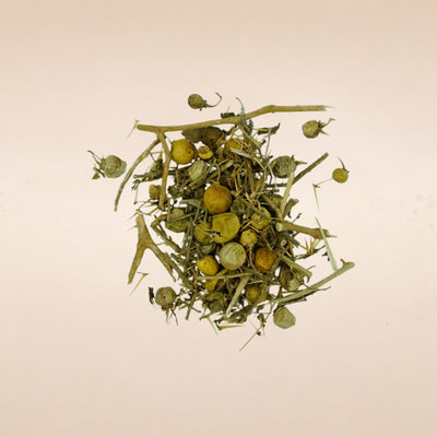Solanum xanthocarpum (kantakari ) Whole Plant