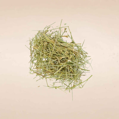 Convolvulus pluricaulis (Shankhpushpi ) Whole Plant