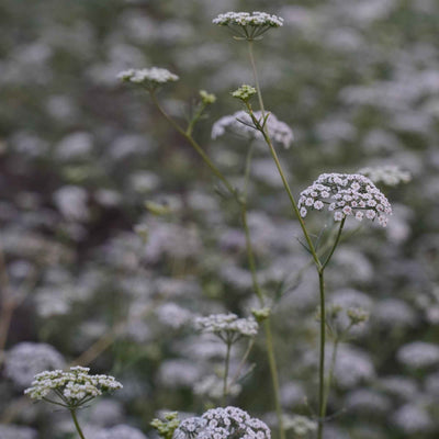 Trachyspermum ammi (Ajwain) Seeds Powder