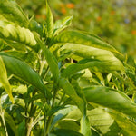 Adhatoda vasica (Vasaka ) Leaves