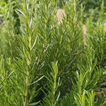 Alkanna tinctoria (Ratanjot ) Root