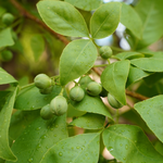 Aegle marmelos (Bael ) Fruits
