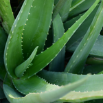 Aloe barbadensis (Aloe vera) Leaves