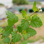 Boerhavia diffusa (Punarnava) Roots