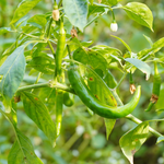 Capsicum annuum (Red Chili) Whole