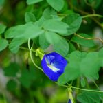Clitoria ternatea (Butterfly Pea) Flower