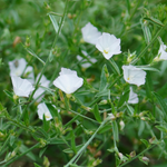 Convolvulus pluricaulis (Shankhpushpi ) Whole Plant