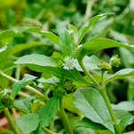 Eclipta alba (Bhringraj ) Whole Plant