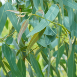 Eucalyptus globulus (Eucalyptus) Leaves