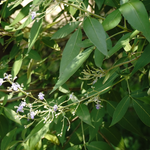 Gymnema sylvestre (Gurmar) Leaves