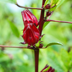 Hibiscus sabdariffa (Roselle) Petals
