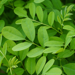 Indigofera tinctoria (Indigo) Leaves