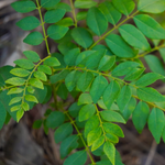 Murraya koenigii (Curry Leaves) Leaf